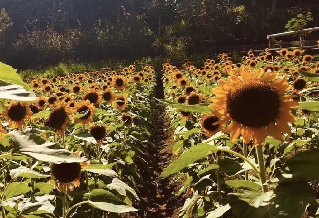 Sunflower farm in Ligao